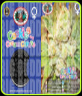 Cookies & Cream Cheese - Big Buddha Seeds