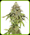Cookies and Cream - Seed Stockers