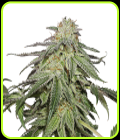 Cookies and Cream Autoflower - Seed Stockers