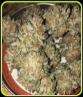 Cookies x Key Lime Pie - Purple City Genetics