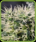 Copacobana - Anesia Seeds