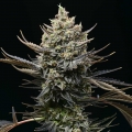 Corn Syrup - Cookies Seed Bank