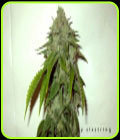 Cornerstone - Gage Green Group