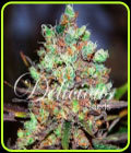 Cotton Candy Kush - Delicious Seeds