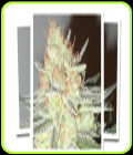 Cotton Candy Cane - Emerald Triangle Seeds