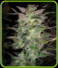 Couchlock - British Columbia Seeds