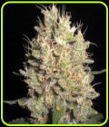 Crazy Miss Hyde - Samsara Seeds