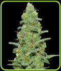 Crazy Miss Hyde Auto - Samsara Seeds