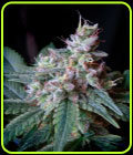 Cream Caramel - Sweet Seeds