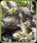 Cream Caramel Auto - Sweet Seeds