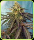 Cream Caramel CBD - Sweet Seeds