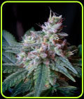 Cream Caramel Fast V - Sweet Seeds