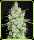 Cream Cheese Frosting - Ultra Genetics