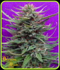 Cream Crystal Meth - Breaking Buds Seeds