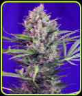 Cream Mandarin F1 Fast Version - Sweet Seeds