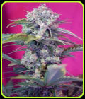 Cream Mandarine Auto - Sweet Seeds