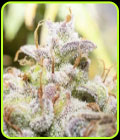 Creme De La Compton F3 Auto - Night Owl Seeds