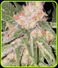 Creme a l’orange - DankHunters Seed Co
