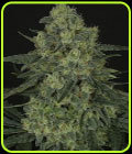 Criminal + - Ripper Seeds