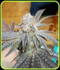 Crimson Cookies - True Canna Genetics