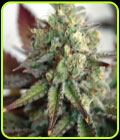 Critical 2.0 XL Auto - Garden of Green