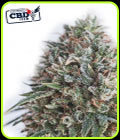 Critical 47 CBD - Positronic Seeds