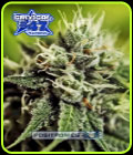 Critical 47 Express - Positronic Seeds