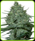 Critical - Seedmakers Seeds