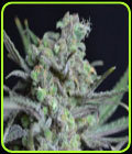 Critical - CBD Seeds