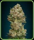 Critical - Advanced Seeds