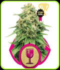 Critical - Royal Queen Seeds