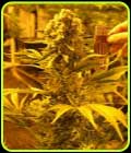 Critical 707 - Emerald Triangle Seeds