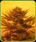 Critical 707 CBD - Emerald Triangle Seeds