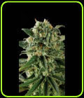 Critical Automatic - BlimBurn Seeds