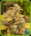 Critical Banana Smoothie Auto - TasteBudz Seeds