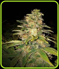 Critical Blue Auto - Expert Seeds