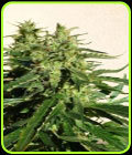 Critical Chaze - SuperAutos by Stitch
