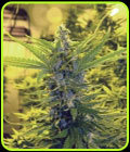 Critical Dawg - Medicann Seeds