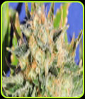Critical Diesel Auto - Original Sensible Seeds