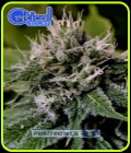 Critical Express - Positronic Seeds