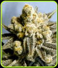 Critical Glue #4 Auto - High Speed Buds