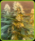 Critical Hash Cake Auto - TasteBudz Seeds