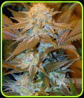 Critical Hog - TH Seeds