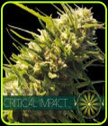 Critical Impact - Vision Seeds