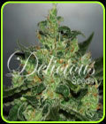 Critical Jack Herer Auto - Delicious Seeds