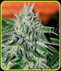 Critical Jack Herer - Delicious Seeds