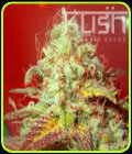 Critical Kush - Kush Cannabis Seeds
