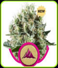 Critical Kush - Royal Queen Seeds