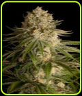 Critical Kush - Dinafem Seeds