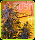 Critical Kush Auto - Kush Cannabis Seeds